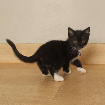 Koki C70899 -  Domestic Medium Hair Cat for Adoption in Minnetonka, Minnesota - Koki C70899 | PetCurious
