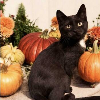 Domestic Short Hair Cats Available for Adoption in Bentonville, Arkansas - Spencer | PetCurious