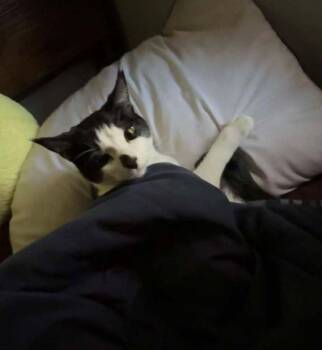 Domestic Short Hair Cats Available for Adoption - Amari | PetCurious