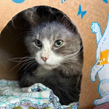 Watercolor (Petco) -  Domestic Medium Hair Cat for Adoption in West Olive, Michigan - Watercolor (Petco) | PetCurious