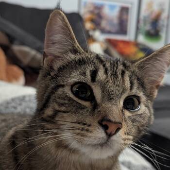 Rescue Domestic Short Hair Cats for Adoption in Woodstock, Ontario - Quismo | PetCurious