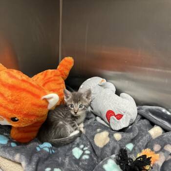 Hazelnut -  Domestic Short Hair Cat for Adoption in Long Beach, California - Hazelnut | PetCurious