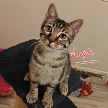 Augie #patio-posse -  Tabby and Domestic Short Hair Cat for Adoption in Houston, Texas - Augie #patio-posse | PetCurious