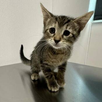 Painted Lady -  Domestic Short Hair Cat for Adoption in Tampa, Florida - Painted Lady | PetCurious
