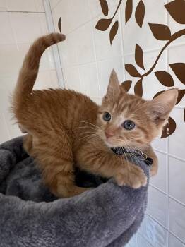 The Walters : Alex -  Domestic Short Hair Cat for Adoption in Osgood, Indiana - The Walters : Alex | PetCurious