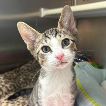 Domestic Short Hair Cats Available for Adoption in Fort Lauderdale, Florida - Waddle Dee | PetCurious