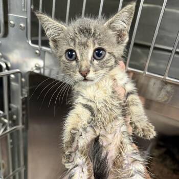 Nora -  Domestic Short Hair Cat for Adoption in Marion, Virginia - Nora | PetCurious