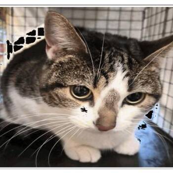 Mystic -  Domestic Short Hair Cat for Adoption in Tampa, Florida - Mystic | PetCurious