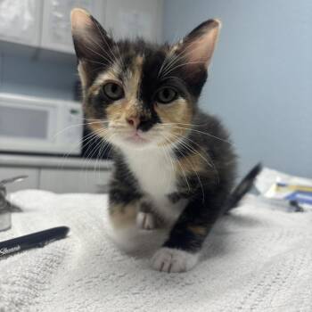 Domestic Short Hair Cats Available for Adoption in Riverside, California - Cupcake | PetCurious