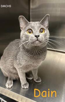 Dain -  Domestic Short Hair Cat for Adoption in Burlington, Iowa - Dain | PetCurious