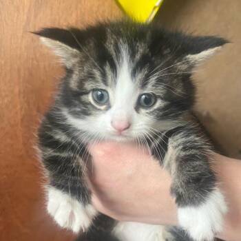 Domestic Medium Hair Cats Available for Adoption in Ringtown, Pennsylvania - Spitpants | PetCurious