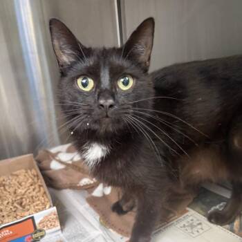 Orpah -  Domestic Short Hair Cat for Adoption in Summerlee, West Virginia - Orpah | PetCurious