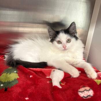 Checkers -  Domestic Long Hair Cat for Adoption in Clavet, Saskatchewan - Checkers | PetCurious