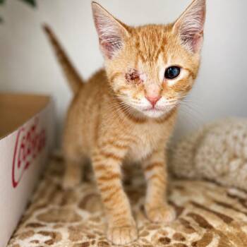 Barrett -  Domestic Short Hair Cat for Adoption in Corinth, Mississippi - Barrett | PetCurious