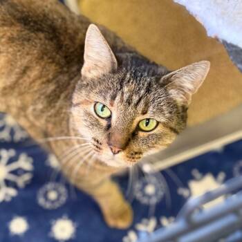 Rescue Domestic Short Hair Cats for Adoption in Fort Smith, Arkansas - Tiger | PetCurious