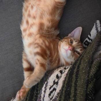 Thelonious -  Domestic Short Hair Cat for Adoption in Austin, Texas - Thelonious | PetCurious