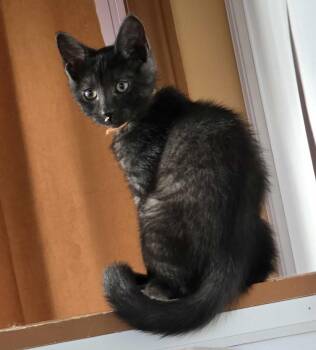 Rescue Tabby Cats for Adoption in Hamilton, Ontario - Peter - The Confident & Charming Leader! | PetCurious