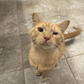 P.W. -  Domestic Short Hair Cat for Adoption in Fairfax, Virginia - P.W. | PetCurious