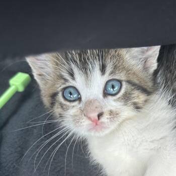 Daisy -  Domestic Medium Hair Cat for Adoption in Crookston, Minnesota - Daisy | PetCurious