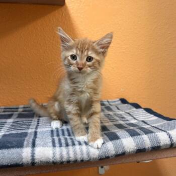 Mary -  Domestic Medium Hair Cat for Adoption in Fresno, California - Mary | PetCurious