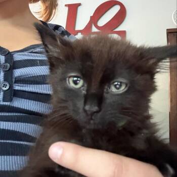 Spike -  Domestic Medium Hair Cat for Adoption in Westminster, California - Spike | PetCurious