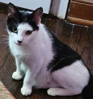 Moo -  Domestic Short Hair Cat for Adoption in Cranford, New Jersey - Moo | PetCurious