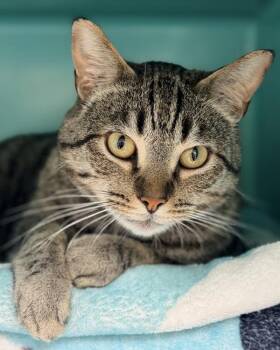 Marvin -  Domestic Short Hair Cat for Adoption in Novato, California - Marvin | PetCurious