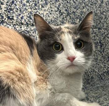 Domestic Short Hair Cats Available for Adoption in Golden, Colorado - Nony | PetCurious