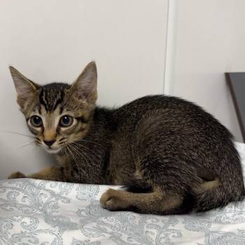 Denver -  Domestic Short Hair Cat for Adoption in West Palm Beach, Florida - Denver | PetCurious
