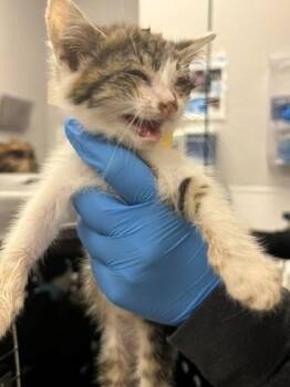 Hanabata -  Domestic Short Hair Cat for Adoption in Gastonia, North Carolina - Hanabata | PetCurious