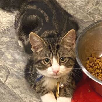 Rescue Domestic Medium Hair Cats for Adoption - Elm | PetCurious