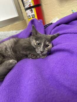 Rescue Dilute Tortoiseshell Cats for Adoption in Parlier, California - Sissy | PetCurious