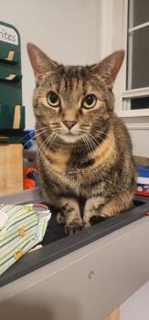 Rescue Domestic Short Hair Cats for Adoption in Evans, Georgia - Riley | PetCurious