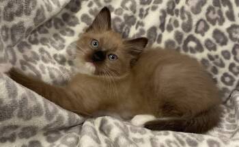 Ragdoll Cats Available for Sale - Rex | PetCurious