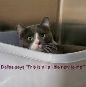 Rescue Domestic Short Hair Cats for Adoption in Henderson, Nevada - DALLAS | PetCurious
