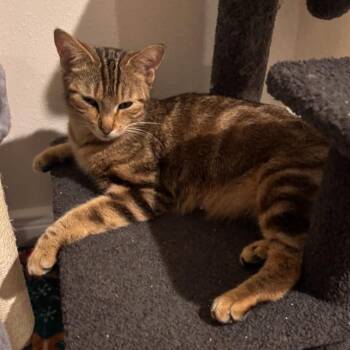 Domestic Short Hair Cats Available for Adoption in League City, Texas - Holly | PetCurious