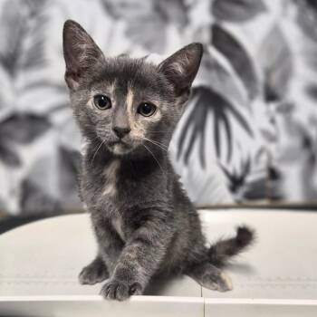 Pretzel -  Domestic Medium Hair Cat for Adoption in Wahiawa, Hawaii - Pretzel | PetCurious