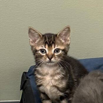 Sequoia -  Domestic Short Hair Cat for Adoption in Enfield, New Hampshire - Sequoia | PetCurious