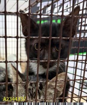 VERONICA -  Domestic Short Hair Cat for Adoption in West Palm Beach, Florida - VERONICA | PetCurious