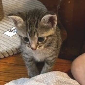 Rescue Domestic Short Hair Cats for Adoption in Austin, Texas - Marple 25 | PetCurious