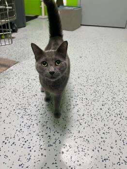 Kronk -  Domestic Short Hair Cat for Adoption in Lincoln Park, Michigan - Kronk | PetCurious