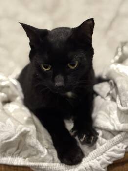 Rescue Domestic Short Hair Cats for Adoption in Atglen, Pennsylvania - Warren (Fang) | PetCurious