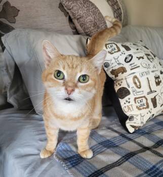 Nardi -  Domestic Short Hair Cat for Adoption in Lemoyne, Pennsylvania - Nardi | PetCurious