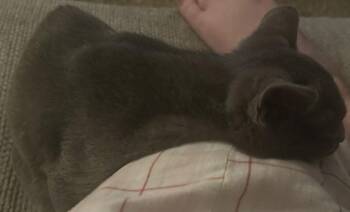 Russian Blue and Domestic Short Hair Cats Available for Adoption - Stella | PetCurious