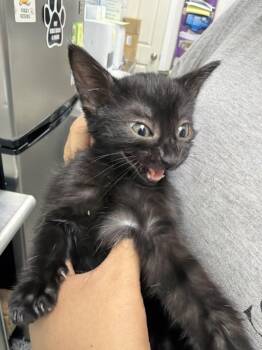 Richard P. -  Domestic Short Hair Cat for Adoption in Pomona, New York - Richard P. | PetCurious