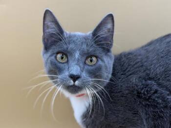 Kenna -  Domestic Short Hair Cat for Adoption in Portland, Oregon - Kenna | PetCurious