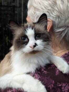 Maude -  Snowshoe Cat for Adoption in Tilton, Illinois - Maude | PetCurious