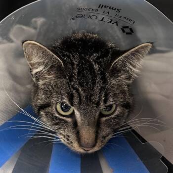 Dewey -  Domestic Short Hair Cat for Adoption in Asheville, North Carolina - Dewey | PetCurious