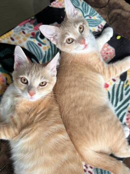 Tushy and Badonkadonk -  Domestic Short Hair Cat for Adoption in Cincinnati, Ohio - Tushy And Badonkadonk | PetCurious