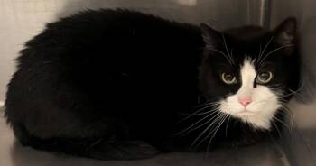 Domestic Short Hair Cats Available for Adoption in Kenai, Alaska - Fuzzy | PetCurious